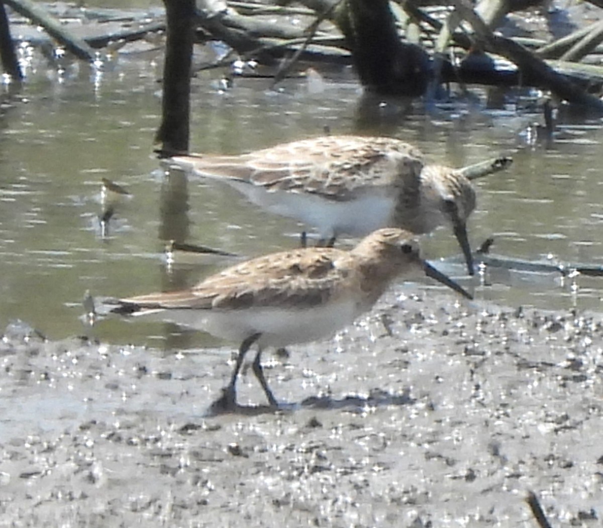 Baird's Sandpiper - Paul McKenzie