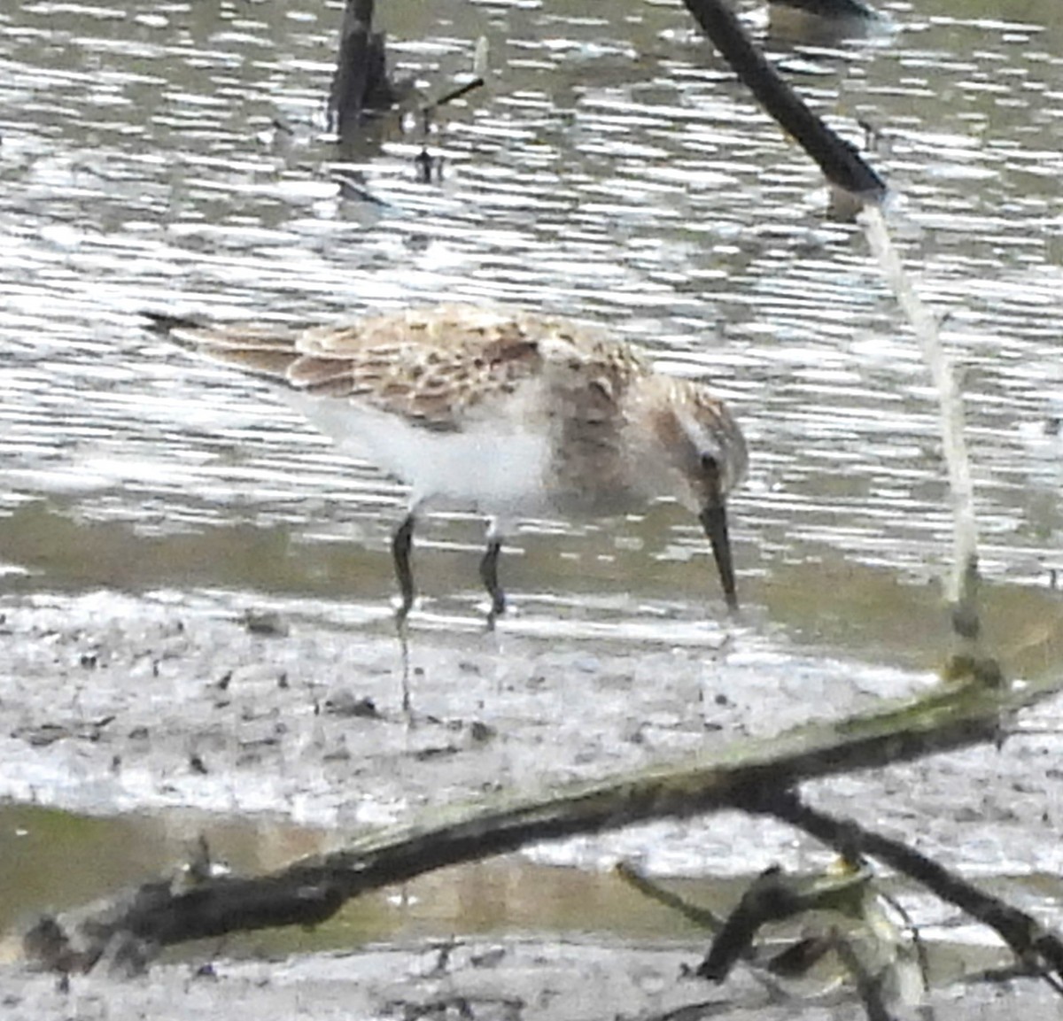 Baird's Sandpiper - Paul McKenzie