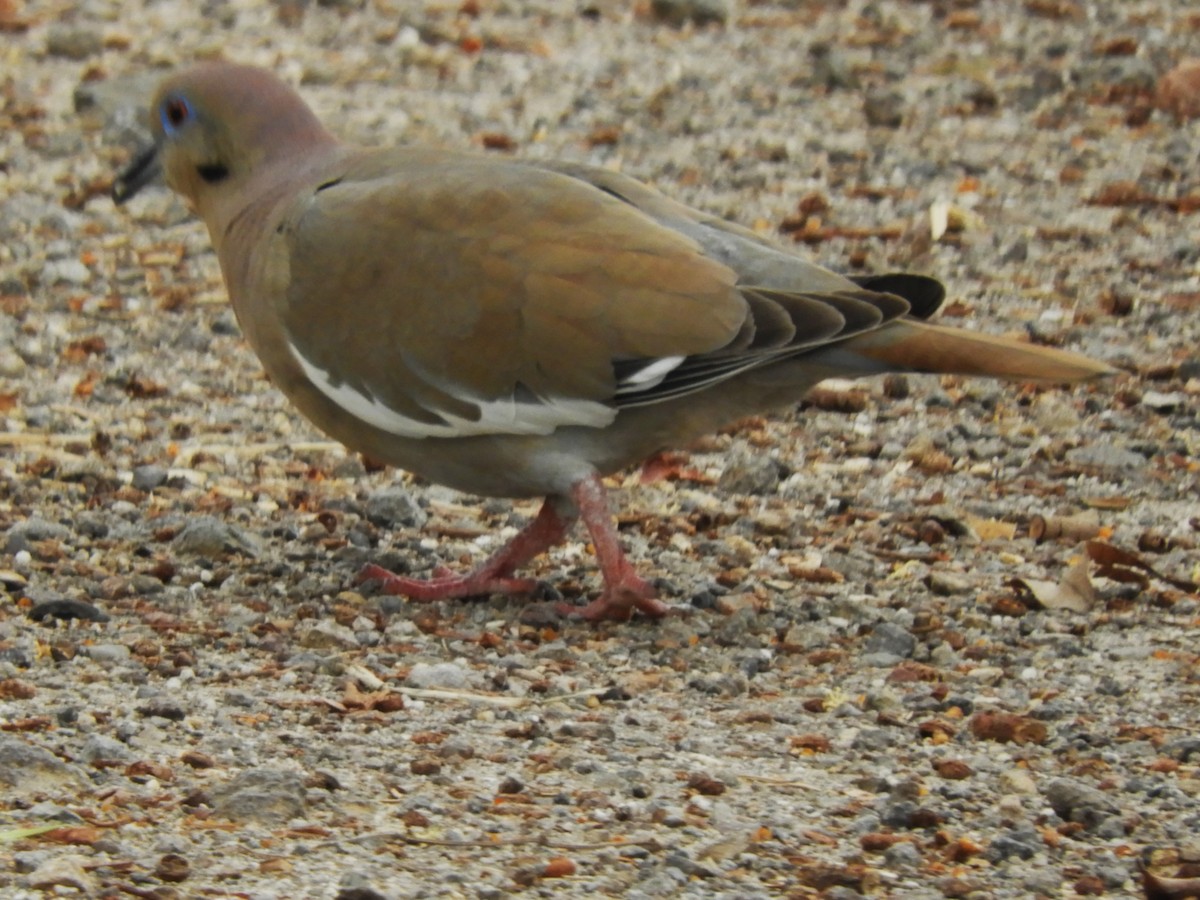 White-winged Dove - ML617251761