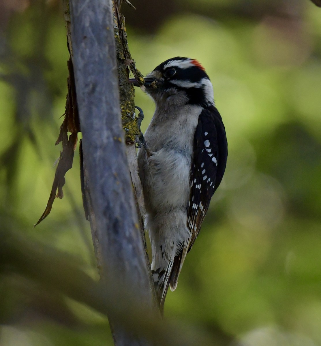 Downy Woodpecker - Debra Miyamoto