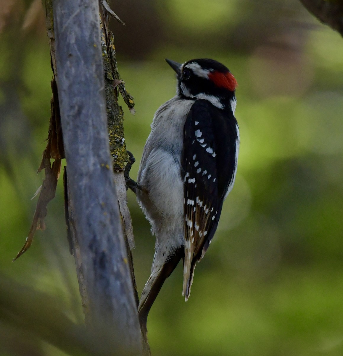 Downy Woodpecker - ML617251788