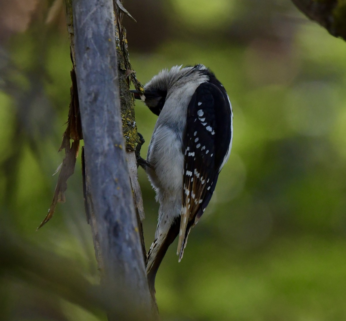 Downy Woodpecker - ML617251789