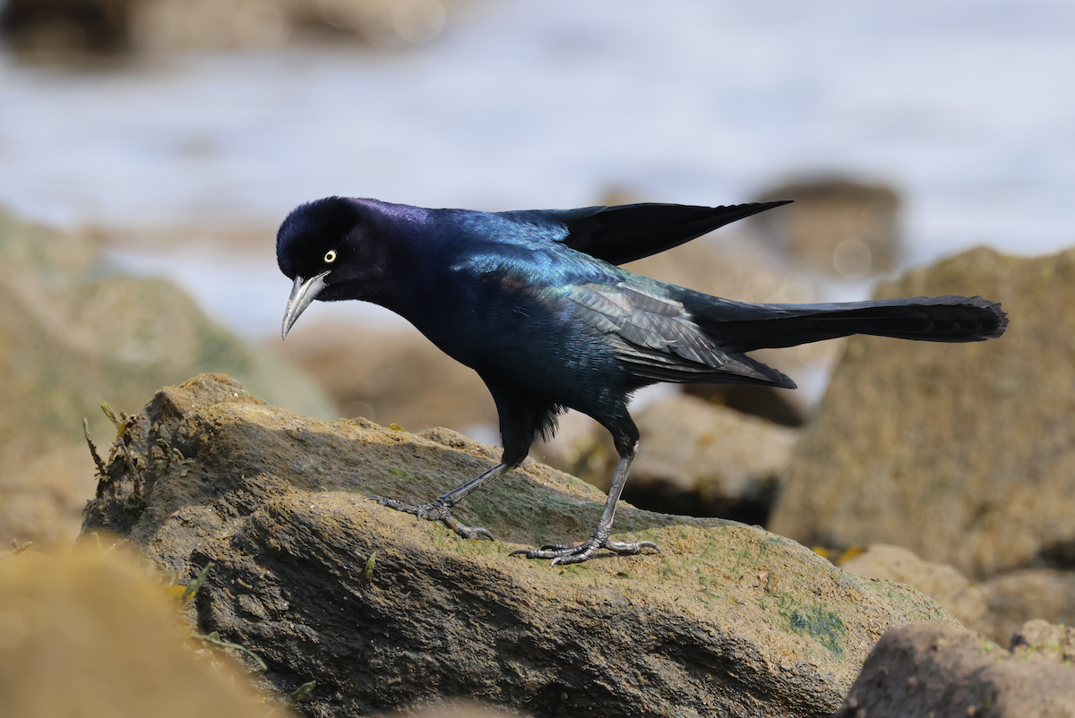 Boat-tailed Grackle (torreyi/alabamensis) - Allison Matlock