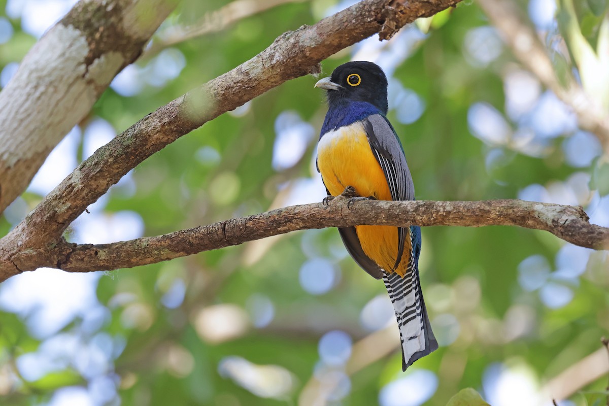 trogon podvazkový - ML617251848