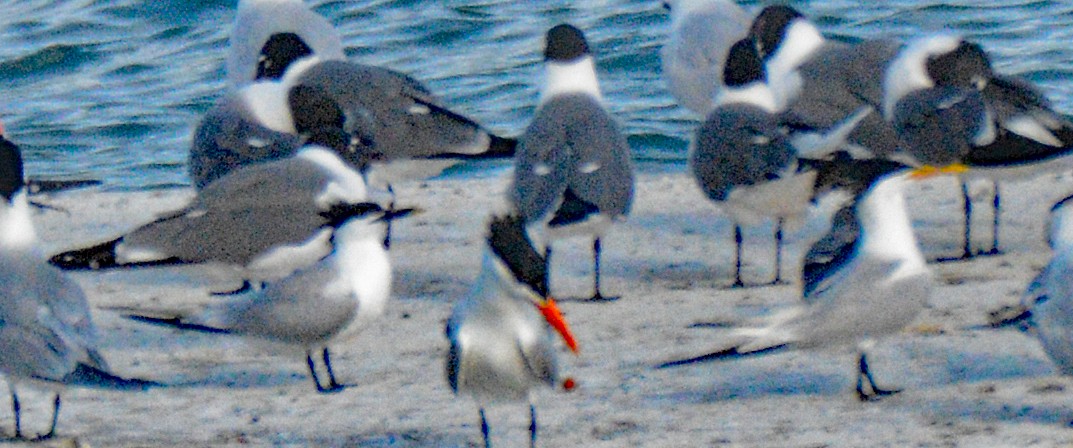 Sandwich Tern (Cayenne) - ML617251855