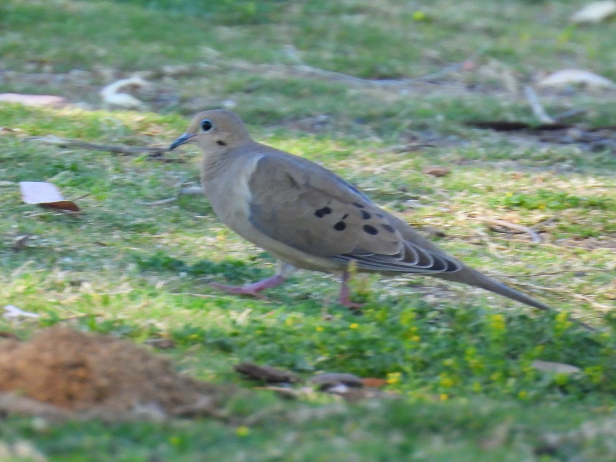 Mourning Dove - ML617251859