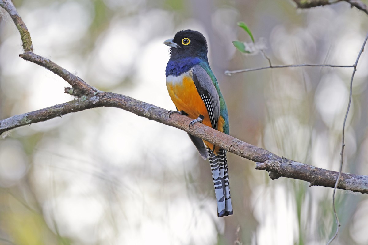 trogon podvazkový - ML617251869