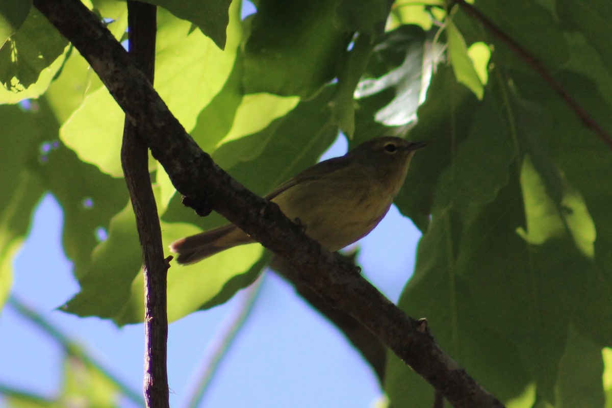 Orange-crowned Warbler - Adair Bock