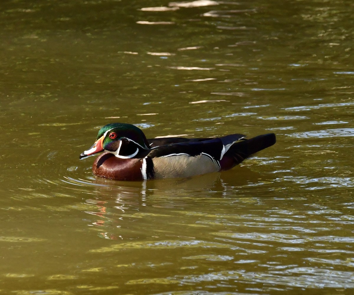 Wood Duck - Debra Miyamoto