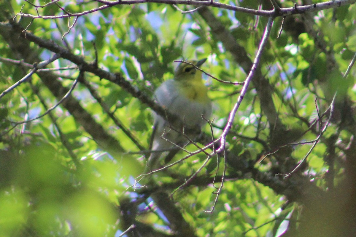 Yellow-throated Vireo - Adair Bock