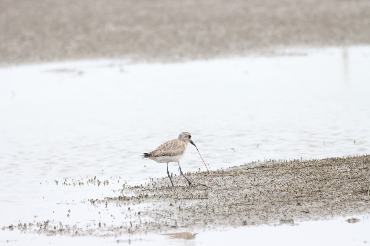 Black-bellied Plover - Noah Morales