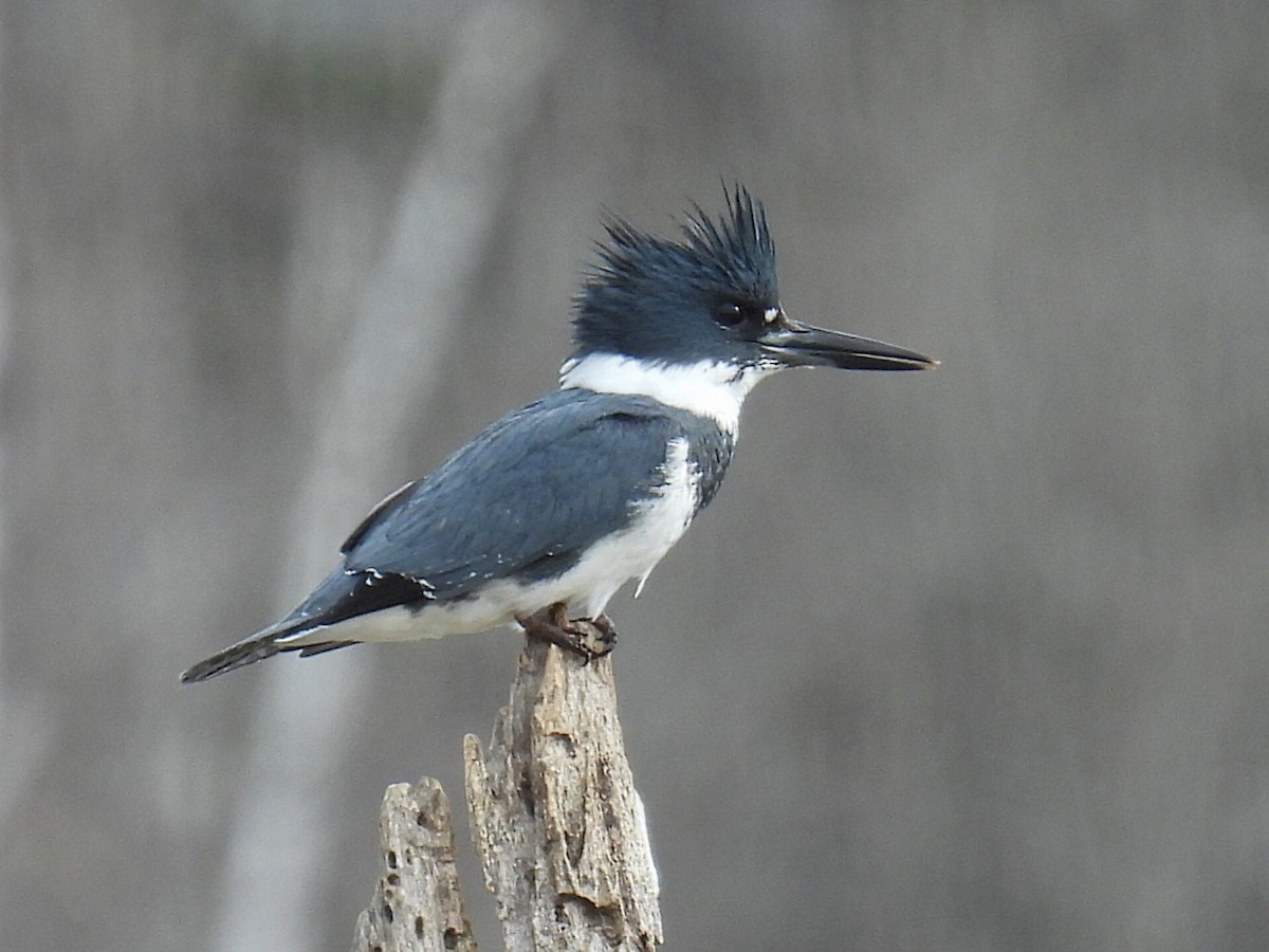 Belted Kingfisher - ML617251887