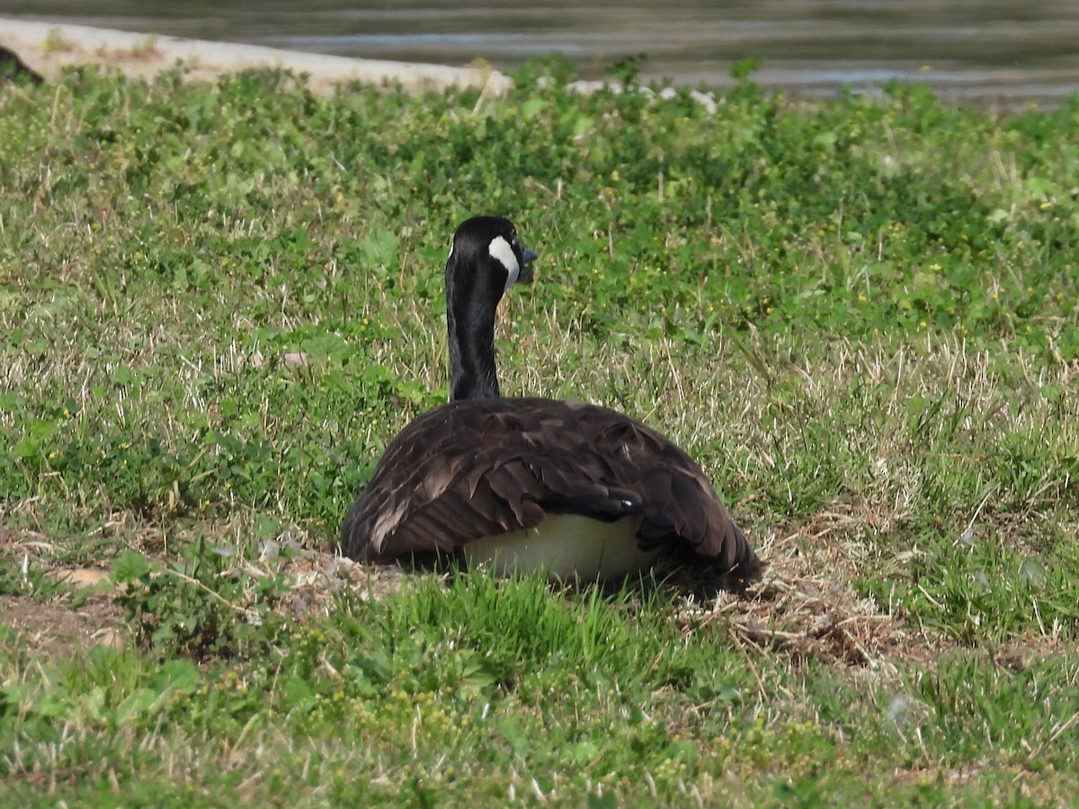 Canada Goose - ML617251888