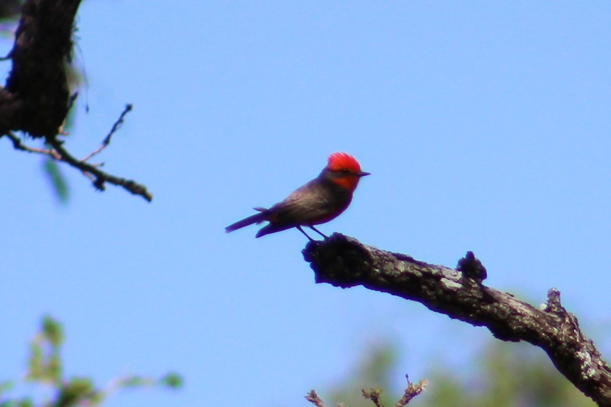 Vermilion Flycatcher - ML617251896