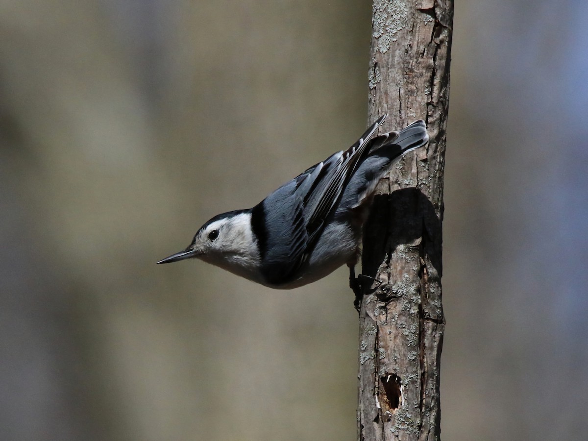 White-breasted Nuthatch - Jason McCurdy