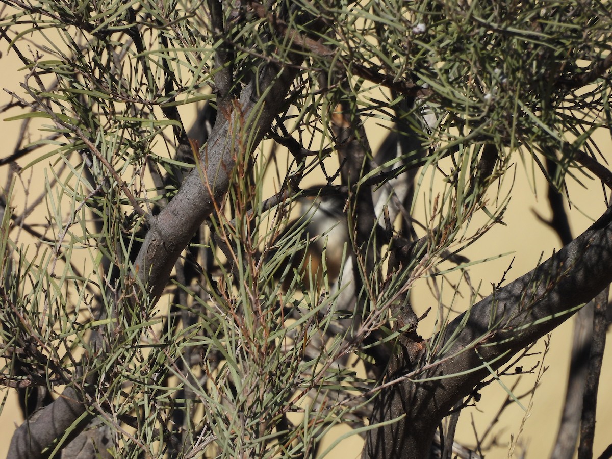 Opalton Grasswren - ML617251908