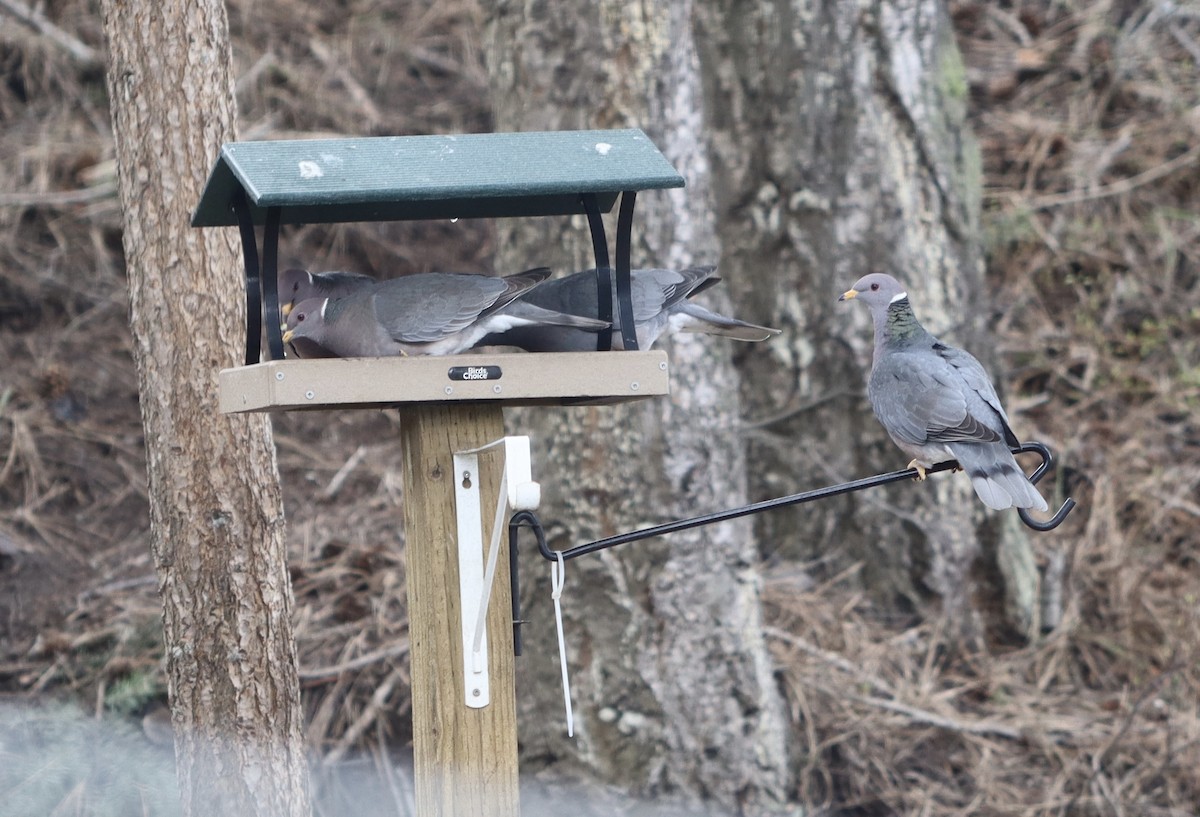 Band-tailed Pigeon - ML617251910