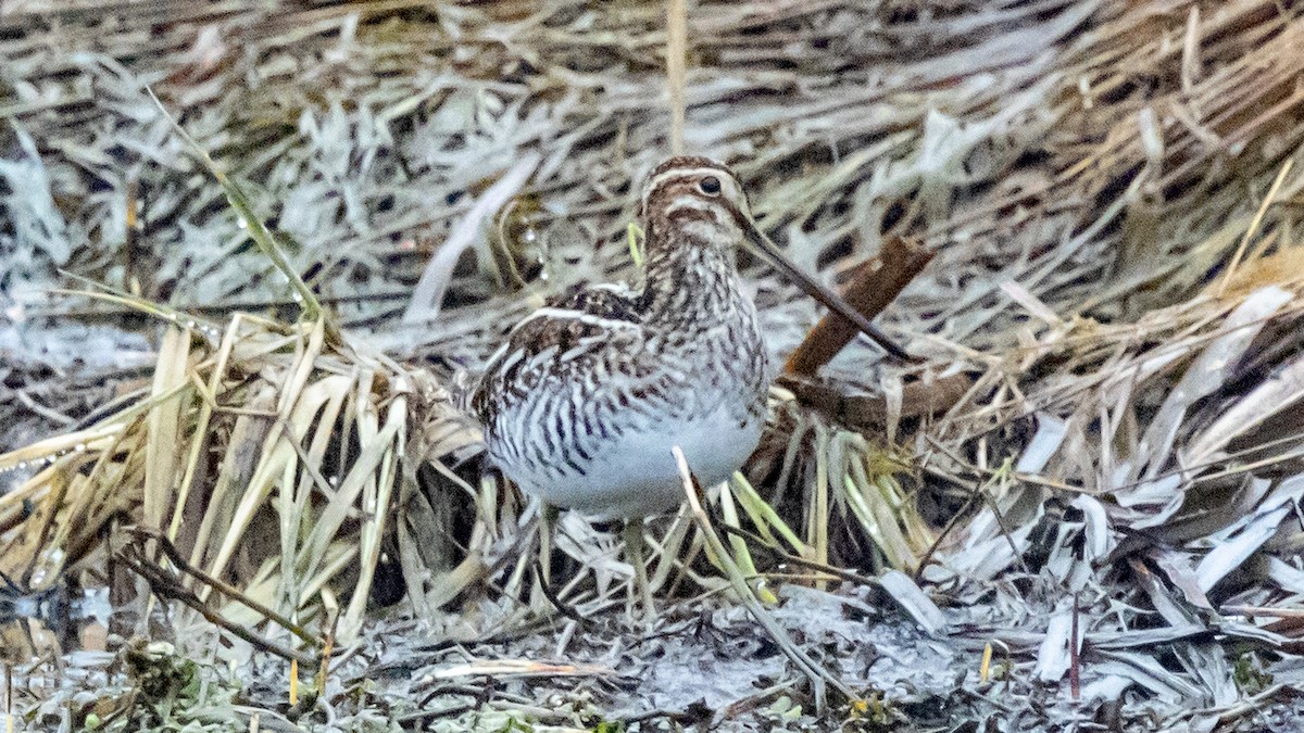 Wilson's Snipe - ML617251913