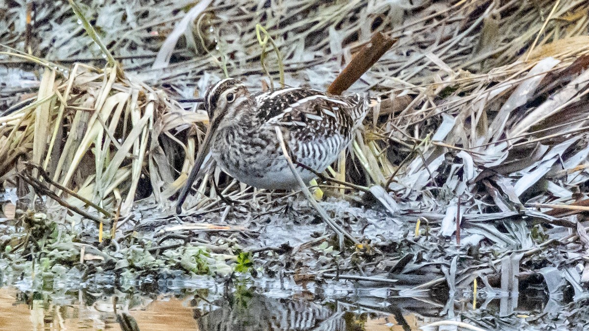 Wilson's Snipe - ML617251914