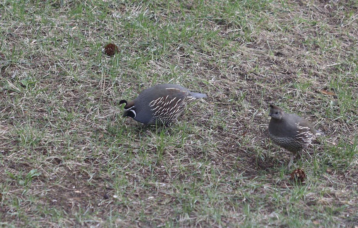 California Quail - ML617251916