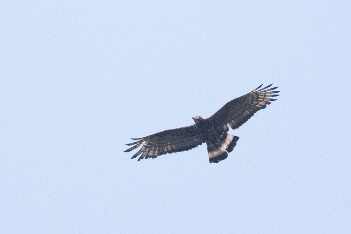 Oriental Honey-buzzard - ML617251922