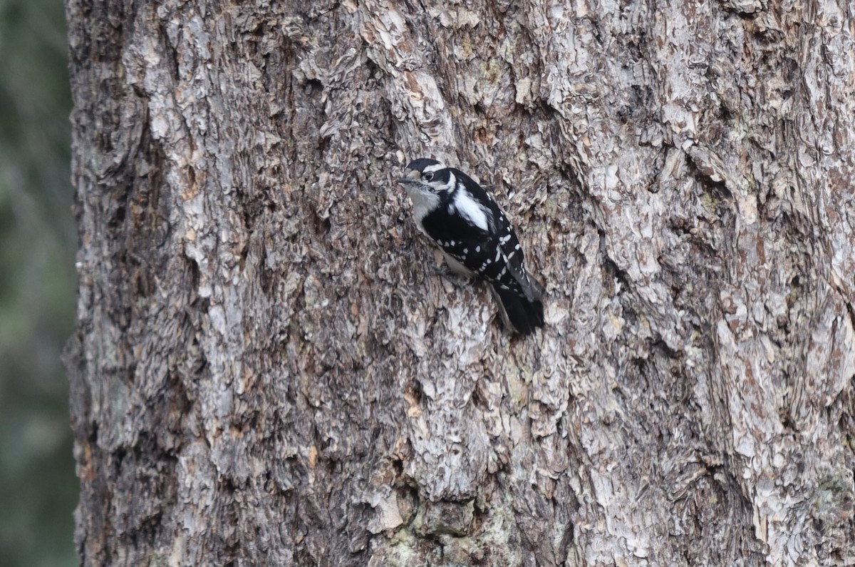 Downy Woodpecker - Sue Elwell