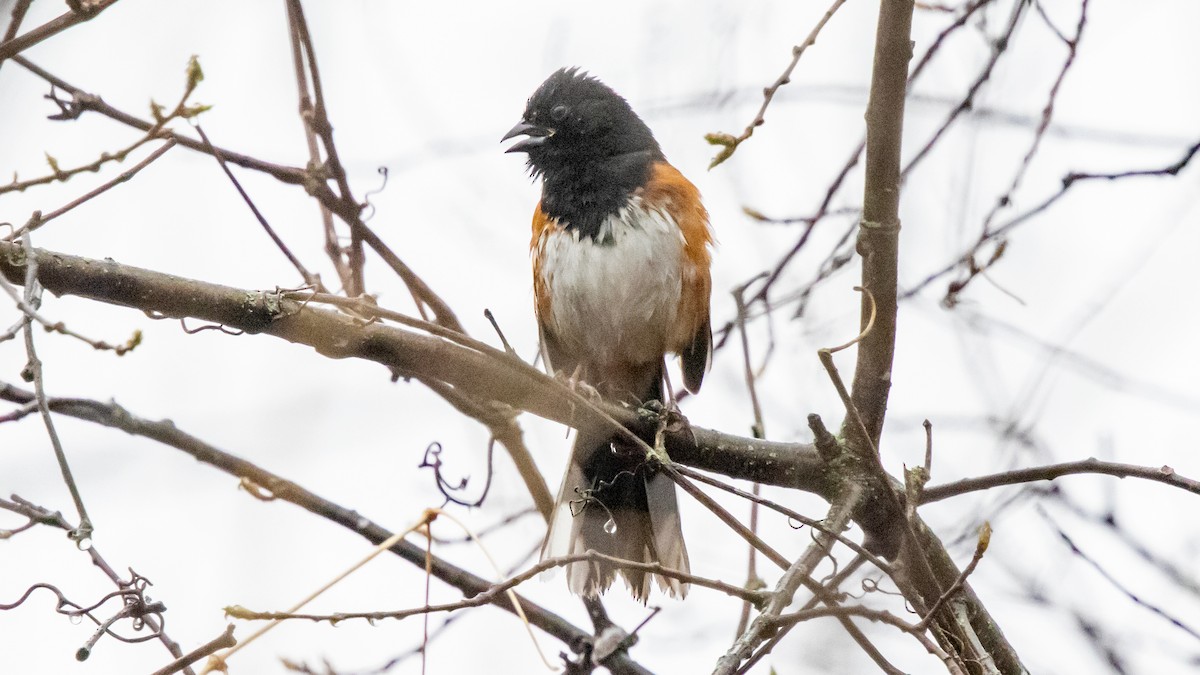 Eastern Towhee - ML617251938