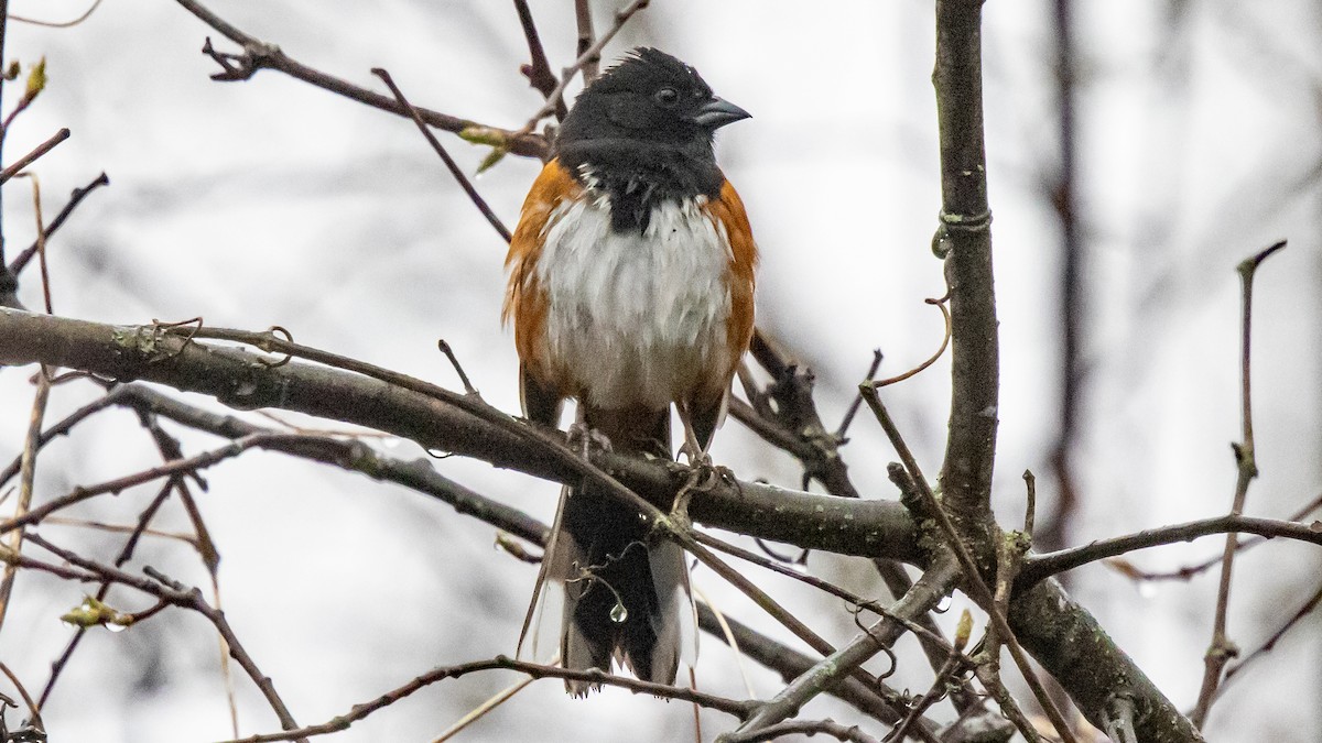 Eastern Towhee - ML617251939