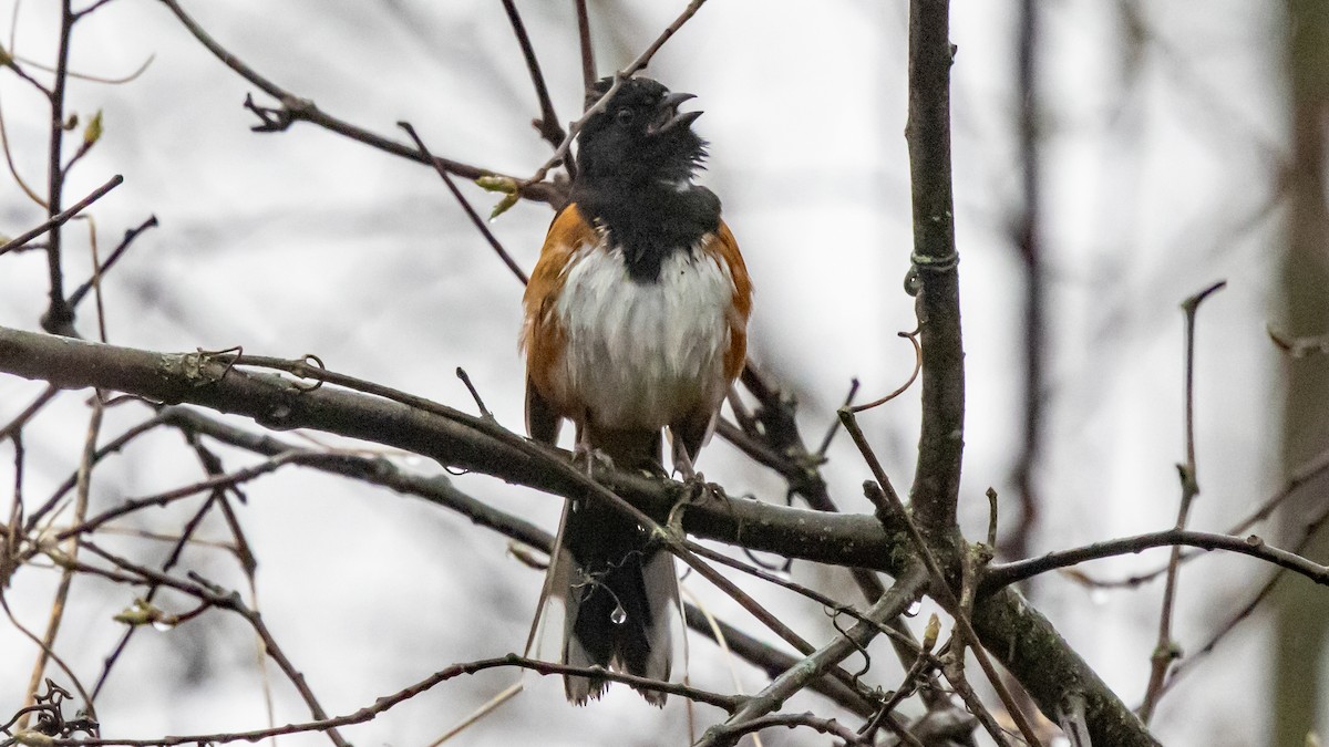 Eastern Towhee - ML617251940