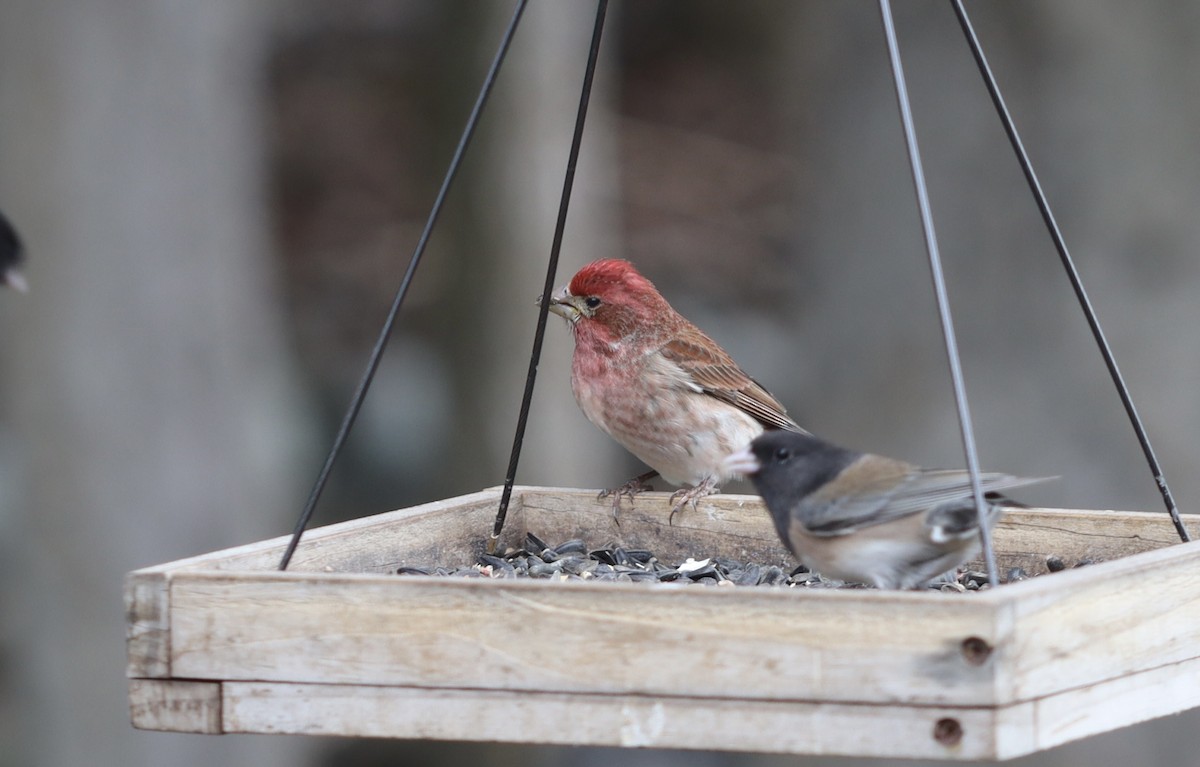 Cassin's Finch - ML617251941