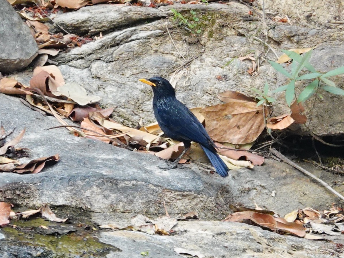 Blue Whistling-Thrush - ML617251960