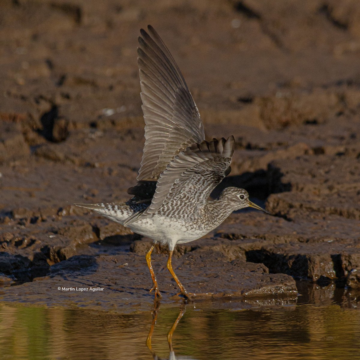 Solitary Sandpiper - ML617251983