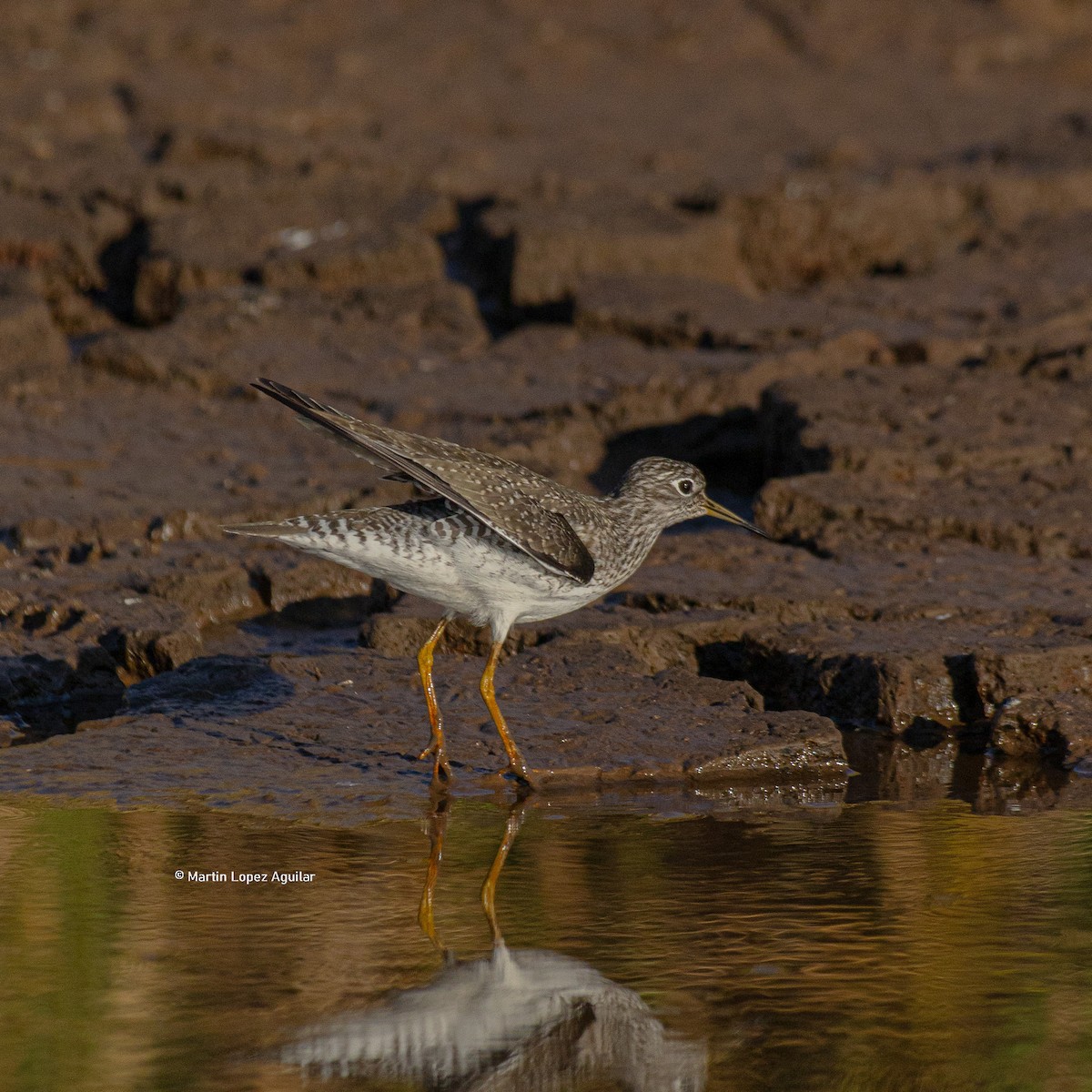 Solitary Sandpiper - ML617251984