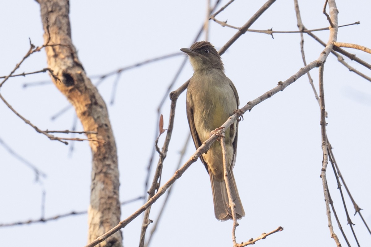 Buff-vented Bulbul - Ross Bartholomew