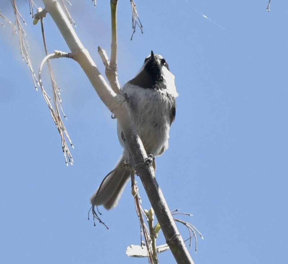 Mountain Chickadee - ML617252012