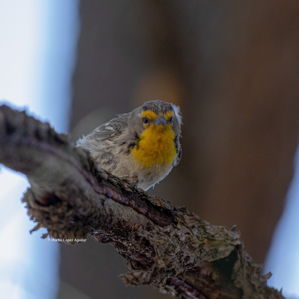 Grace's Warbler - ML617252020