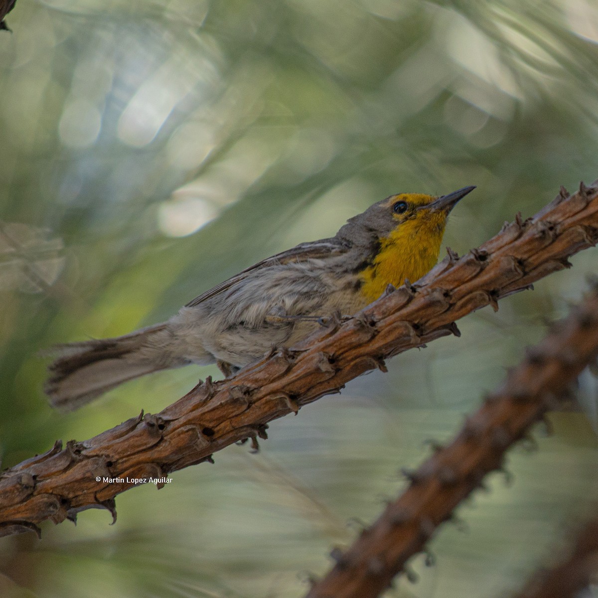 Grace's Warbler - ML617252021