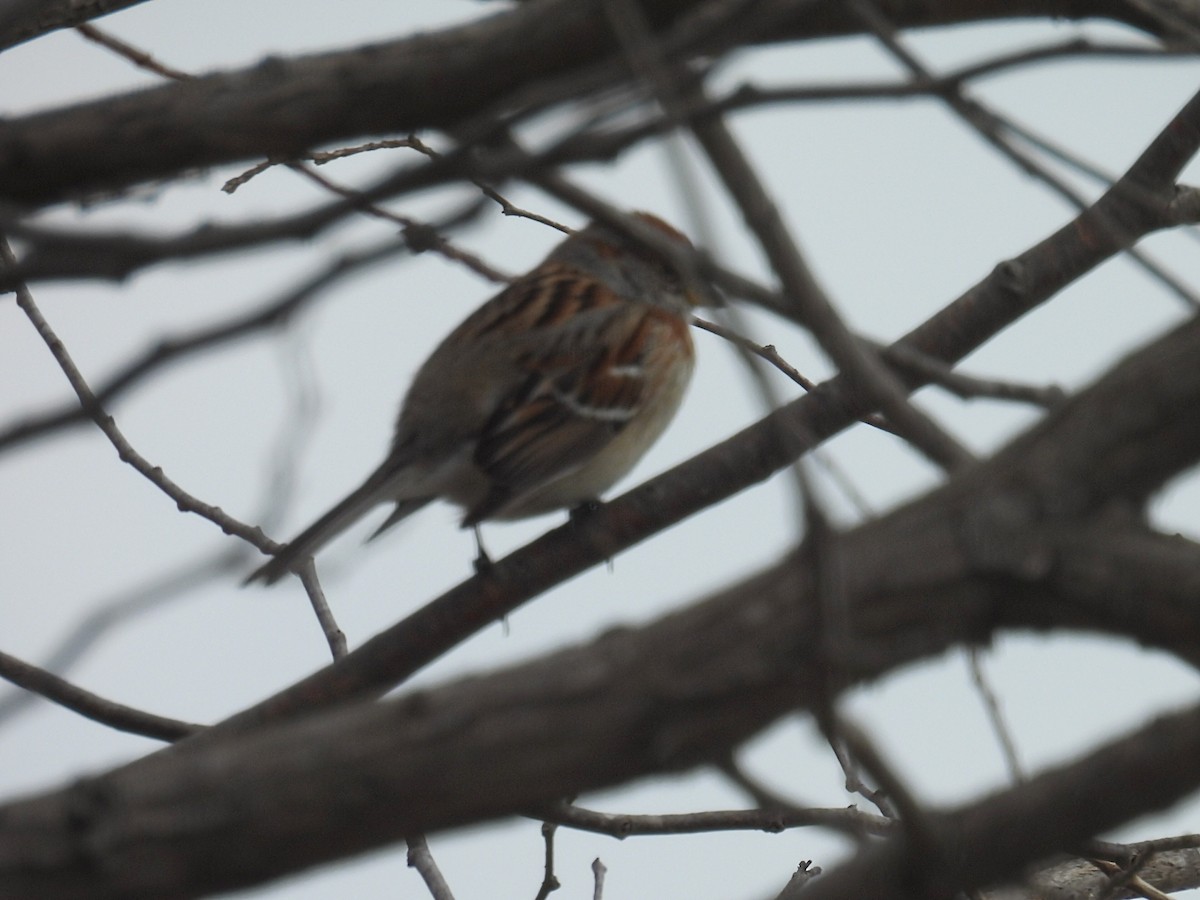 American Tree Sparrow - ML617252036