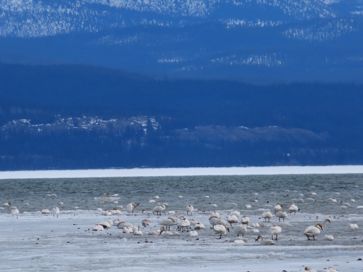 Cygne trompette - ML617252044