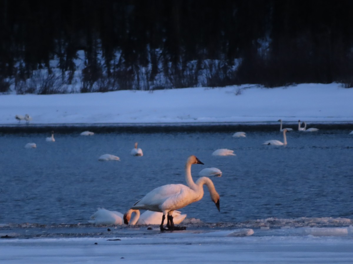 Cygne trompette - ML617252052