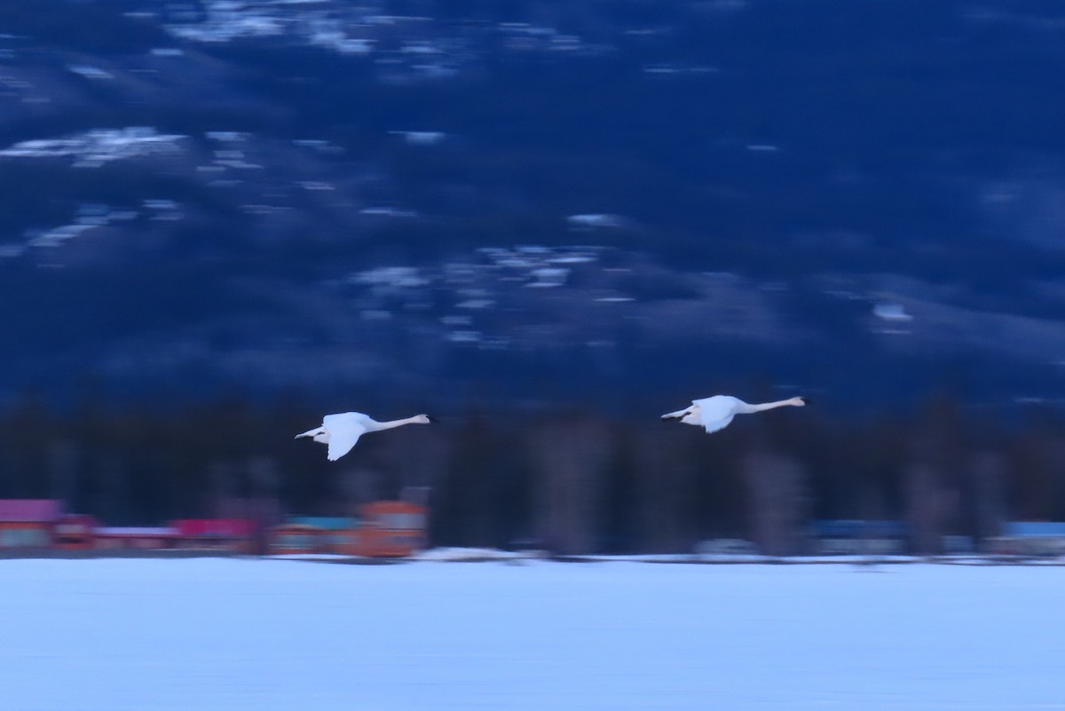 Cygne trompette - ML617252063