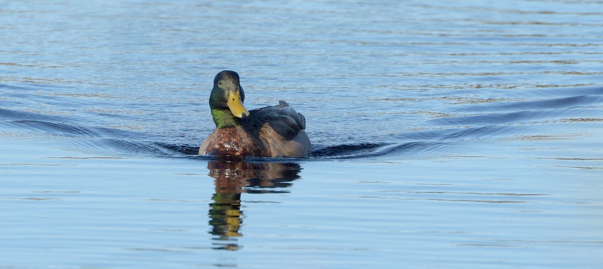 Mallard - Kristen Cart