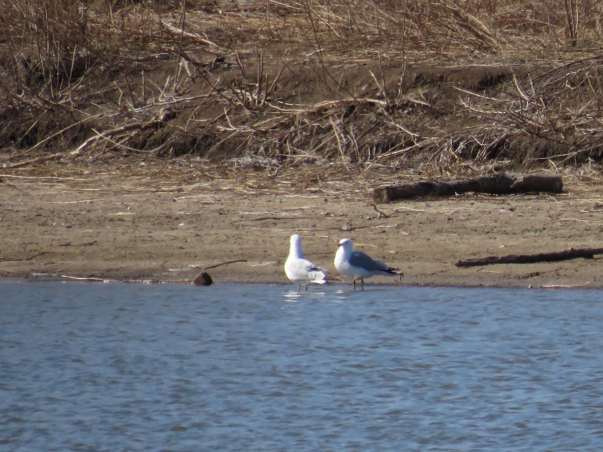 Ring-billed Gull - ML617252080