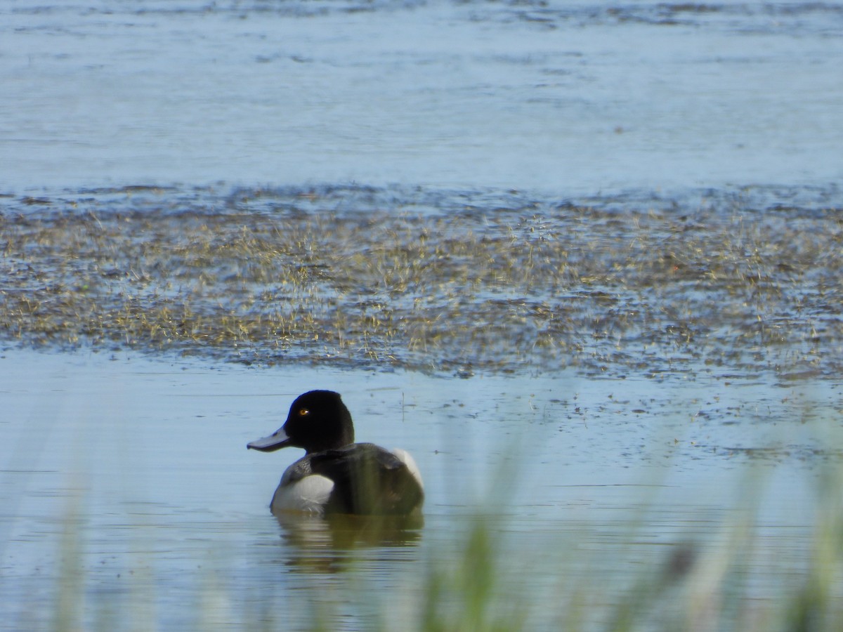 Lesser Scaup - ML617252111