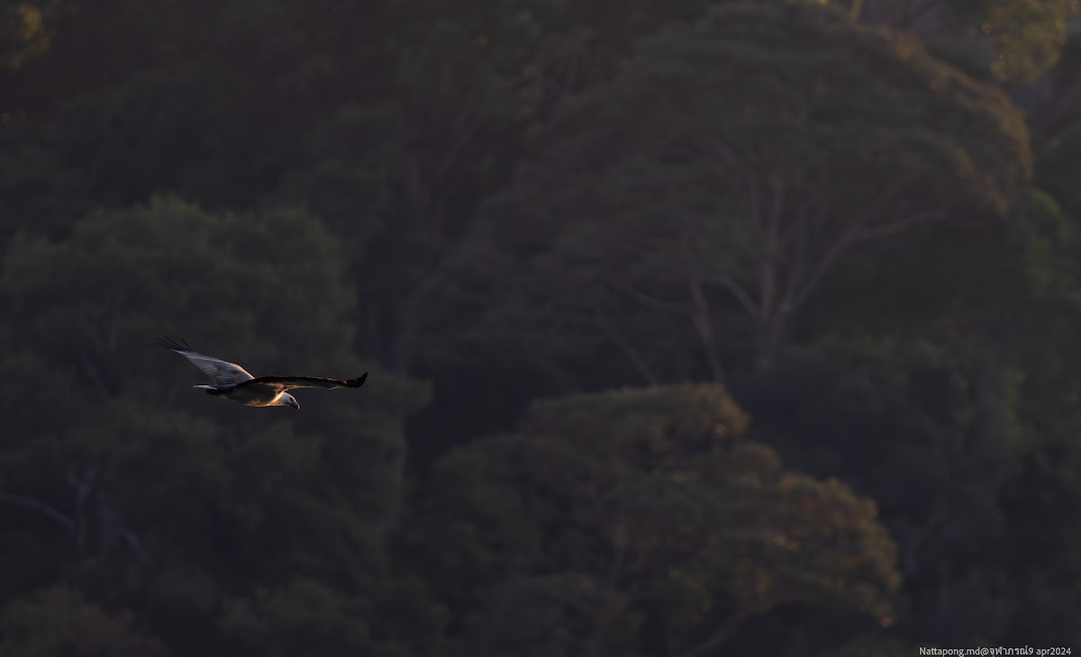 White-bellied Sea-Eagle - ML617252112