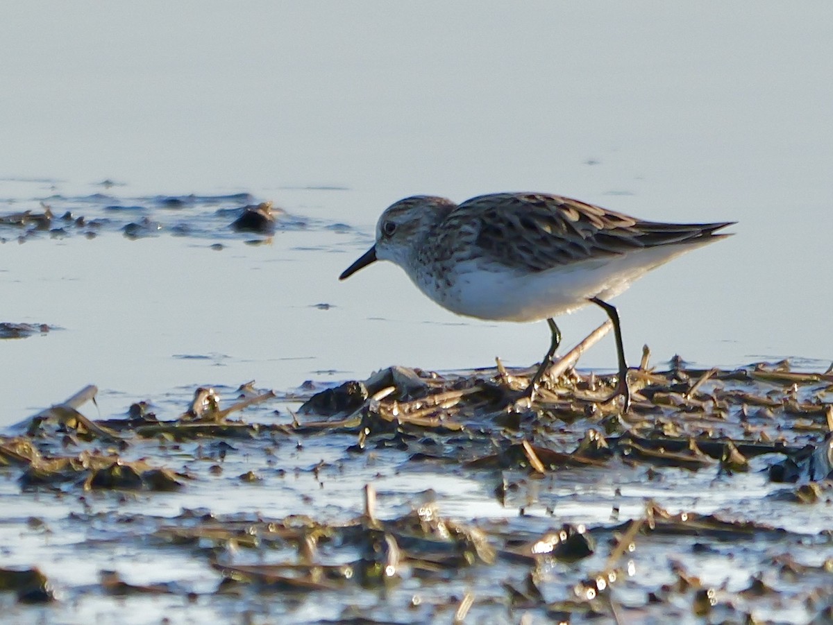 Sandstrandläufer - ML617252122