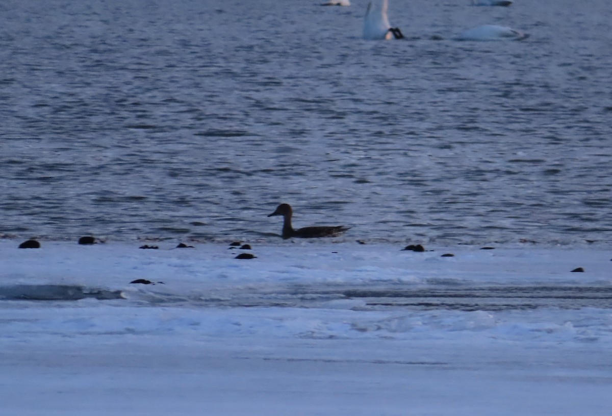 Northern Pintail - ML617252148