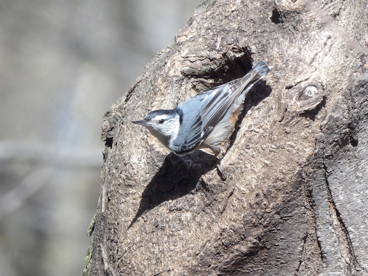 White-breasted Nuthatch - ML617252176