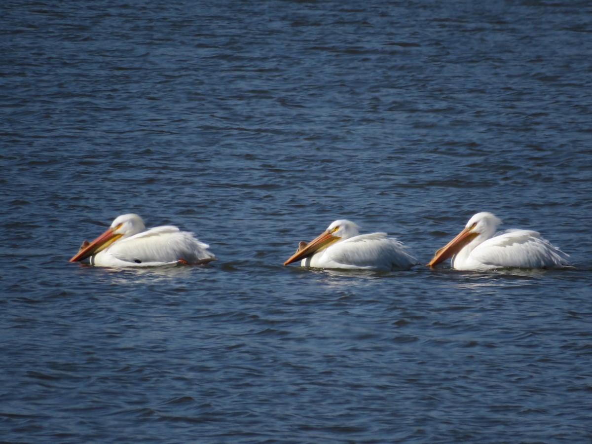 pelikán severoamerický - ML617252181