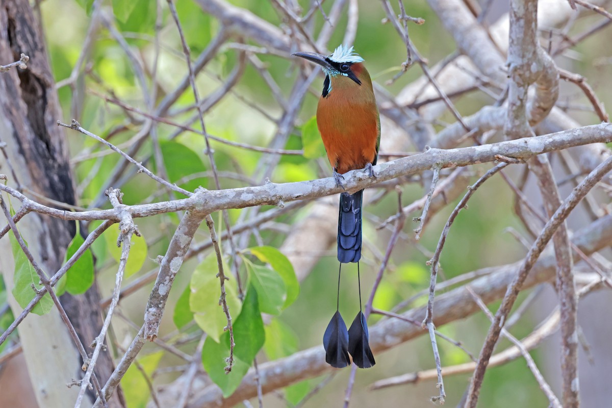 Turquoise-browed Motmot - Nathan Wall